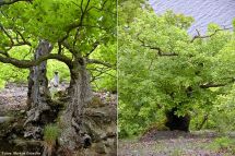 5 uralte kleinwuechsige Trauben-Eichen